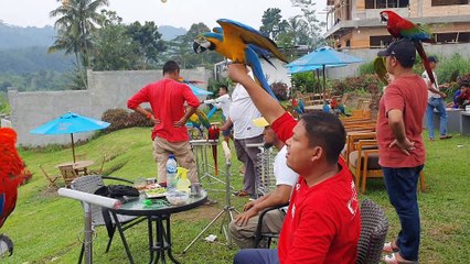 Freefly Blue and Gold macaw di Sentul