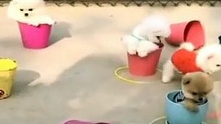 Winter season Baby Cats and Dogs Cute and Funny Videos  | WAO Cute Animals #short #viralshort #shorts #viral  #trending