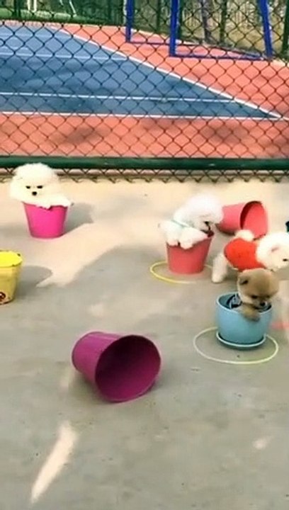 Winter season Baby Cats and Dogs Cute and Funny Videos  | WAO Cute Animals #short #viralshort #shorts #viral  #trending