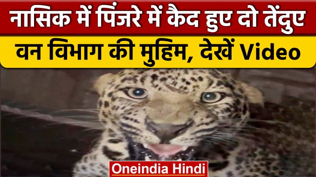 Nashik में Forest Department की Team ने दो Leopard को पकड़ पिंजरे में डाला | वनइंडिया हिंदी #shorts