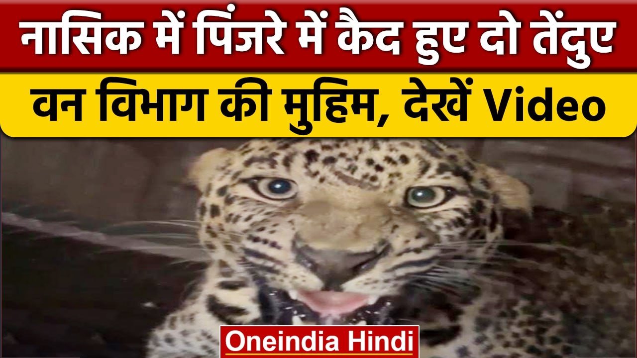 Nashik में Forest Department की Team ने दो Leopard को पकड़ पिंजरे में डाला | वनइंडिया हिंदी #shorts