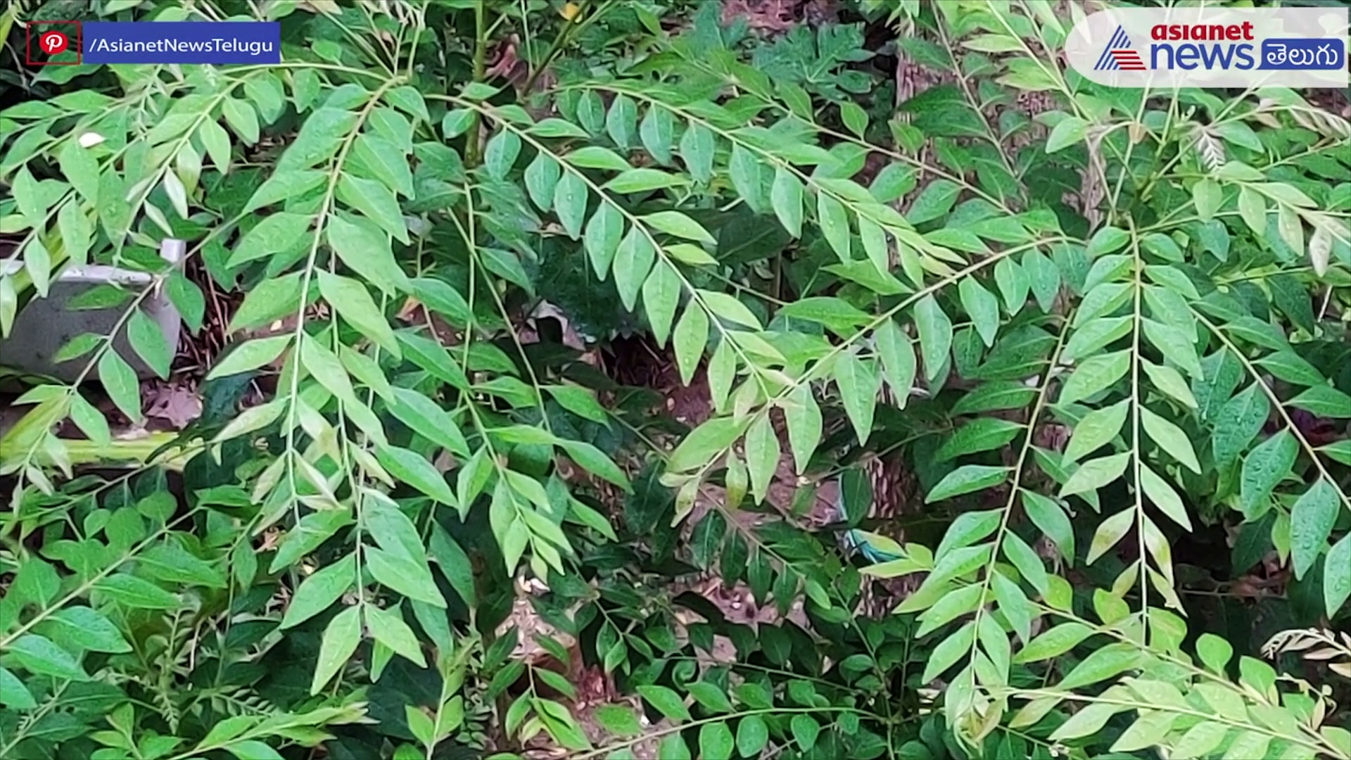 జుట్టు ఊడిపోతోందా..అయితే ఈ చిట్కాలు మీకోసమే...