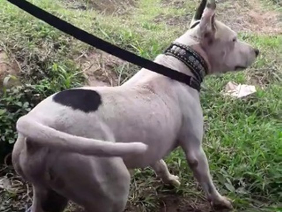 swift dog