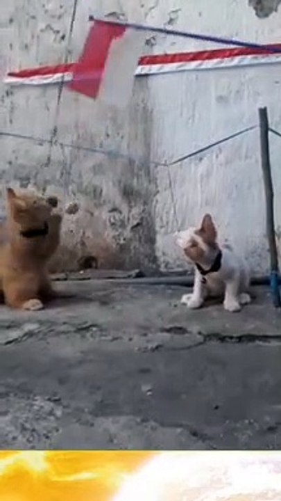 cat eating cracker competition