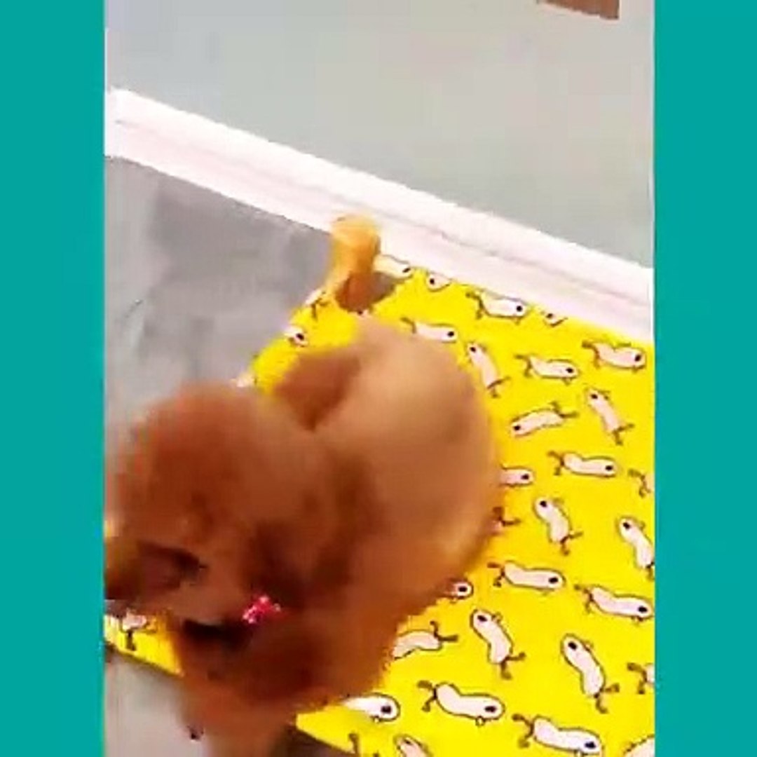 ⁣funniest pets
