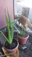 Kucing liar Garfield dan tanaman aloe vera ku
