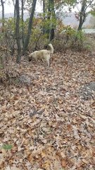 Puppy finding something in the ground