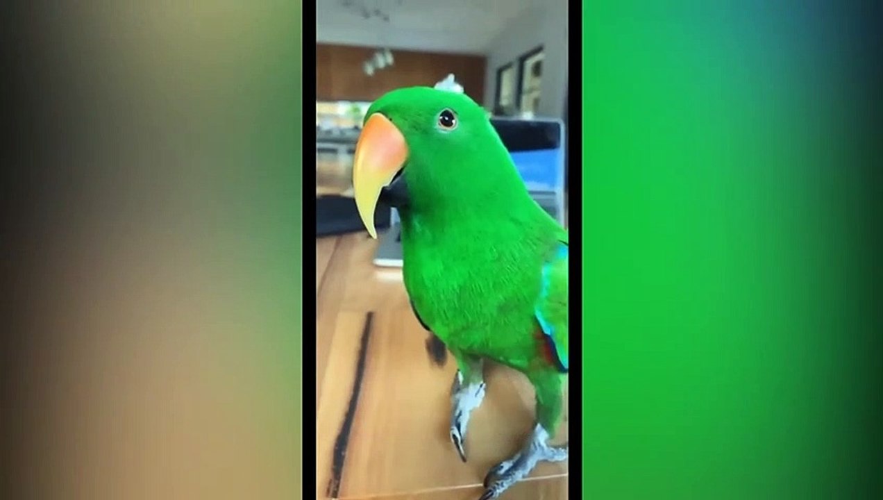 I Found My Spirit Animal | Super Cute Parrot Compilation 2022