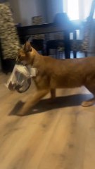 Caracal Steals Bag of Fish