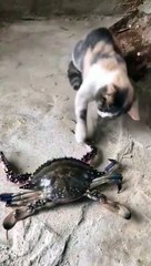 story funny cat behavior when playing games