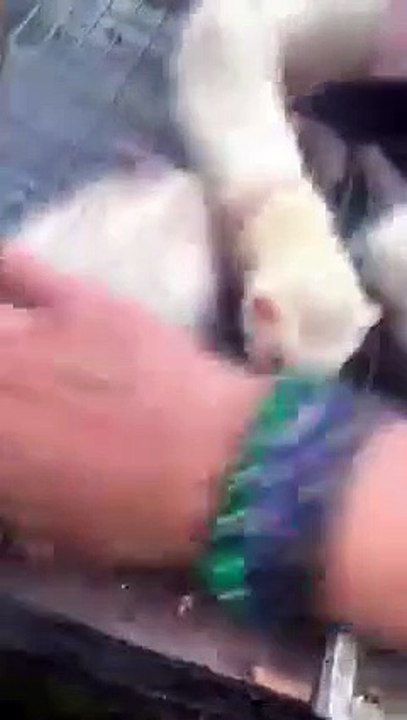 Funny animals