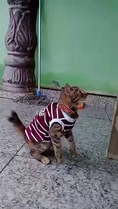 Cute cat