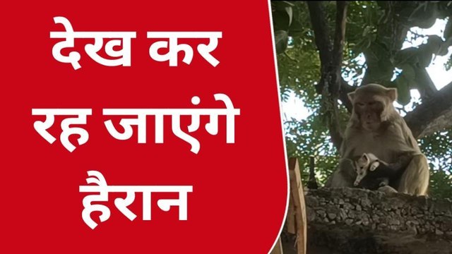 एटा: बिल्ली और बंदर की दोस्ती देख आप भी हो जायेंगे हैरान, देखें वायरल वीडियो