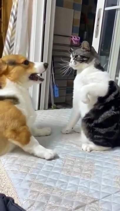 Funny Animal