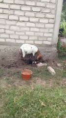 kambing beranak tiga ekor