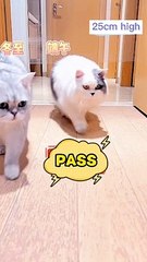 Cat flexibility test