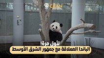 لأول مرة! الباندا العملاقة مع جمهور الشرق الأوسط
