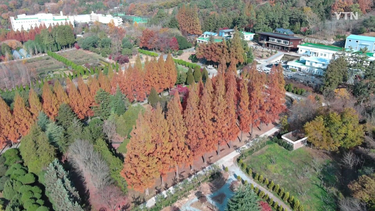 산림 연구 '100년'..."산림과학 융복합 기술 허브 도약" / YTN