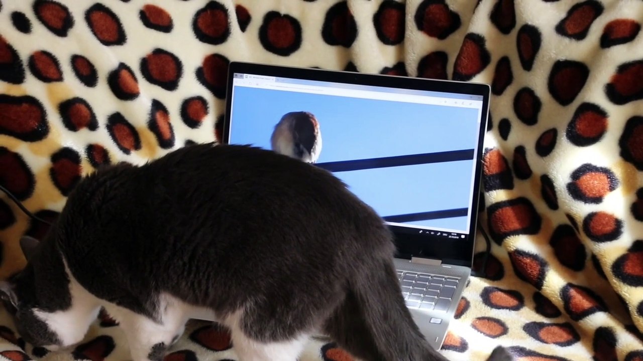 very adorable cat behavior