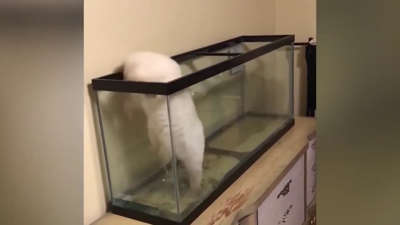 Try Not To Laugh _ Funniest Cat Videos to Keep You Smiling _ Best Funny Animal Videos 2022