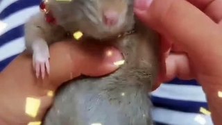 Funny rat dancing