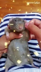 Funny rat dancing