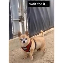 The Behavior Of These Animals Is Very Adorable.