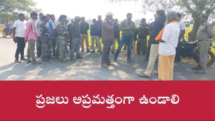 కాగజ్ నగర్: మళ్లీ కనిపించిన పెద్దపులి.. ఇంకెందరు కావాలి బలి!