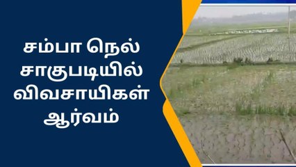 சம்பா நெல் சாகுபடிகள் விவசாயிகள் ஆர்வம்