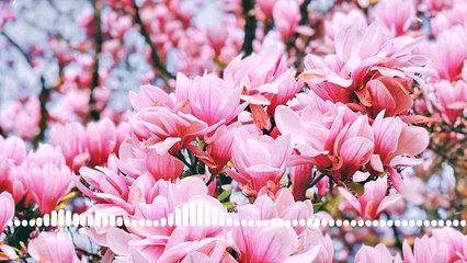 Famous Japanese Beautiful Relaxing Music For Stress Relief And Sleep. Calming Meditation Relaxation Spa. Musica Relajante. Musique relaxante.