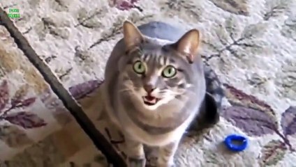 suara ratapan anak kucing