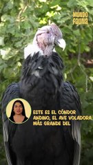 El ave voladora más grande del mundo