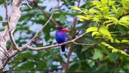 amazing animals funny video 2022 line dog_ cat_ line _fish anyway