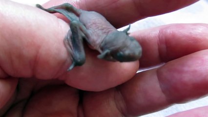Quoi de plus adorable que ce bébé chauve souris qui a le hoquet