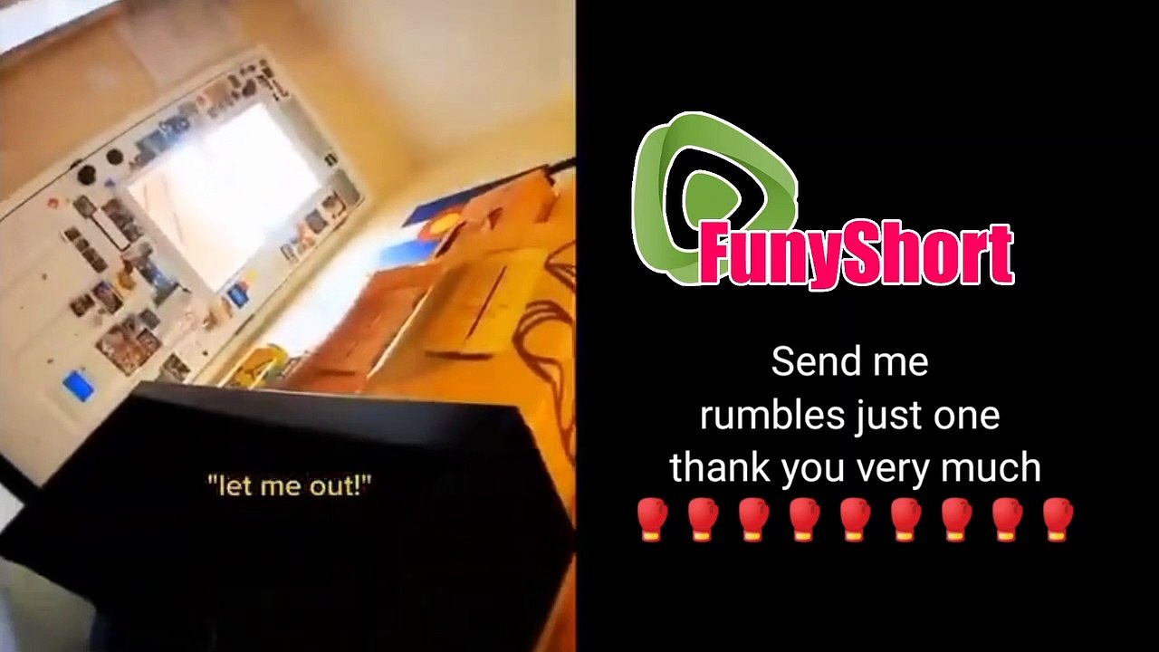 joke with cute kittens a collection of funny and clever videos of cats and kittens that make me laugh