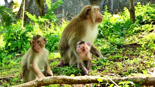 Awesome Jessica....Little Monkey Jessica Looks Really Wonderful And Adorable