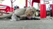 Poor baby monkey lost its mother only 3 days after birth, fortunately was saved in time