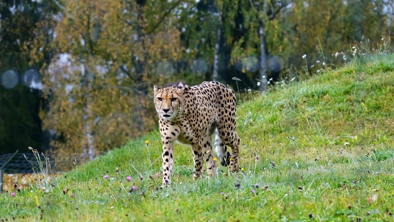 Cheetah