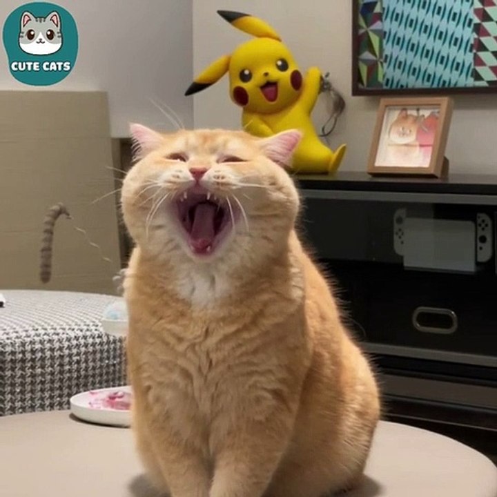 Cute and sweet cat's