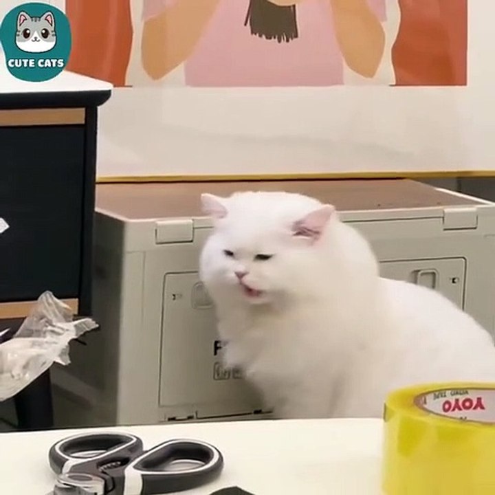Smart cat's