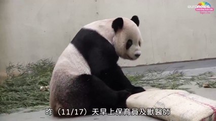 Murió Tuan Tuan, el panda que Pekín regaló a Taiwan en 2008 en un gesto de buena voluntad