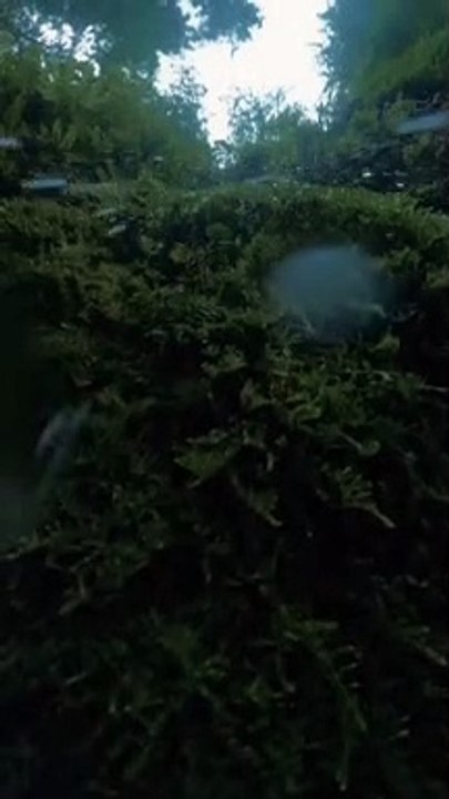 Loving nature