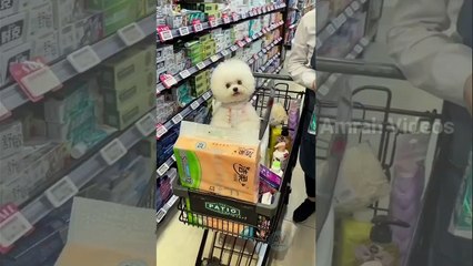 Funny Animal Video | Videos for animal lovers | Amrah Videos | like and Subscribe | Latest animal videos |