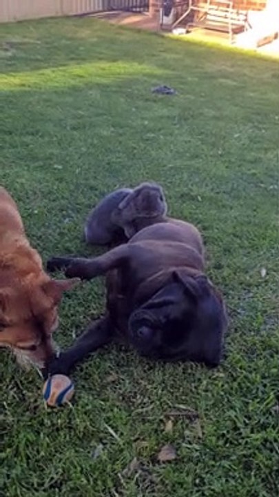 Female Rabbit Shows Affection to Puggle