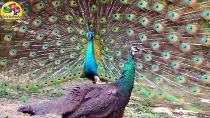 Various Animal Sound #1 - snake, elephant, cat, duck, frog, chicken, bird,dog, lion, etc