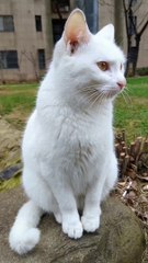 cat waiting for his friend