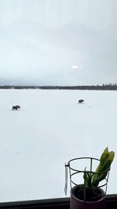 Five-Year-Old Mistakes Moose for Dinosaurs