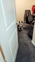 Aftermath of Dog Chewing up Toy During Meeting