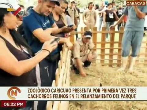Zoológico de Caricuao presenta tres cachorros felinos en el relanzamiento del parque en Caracas