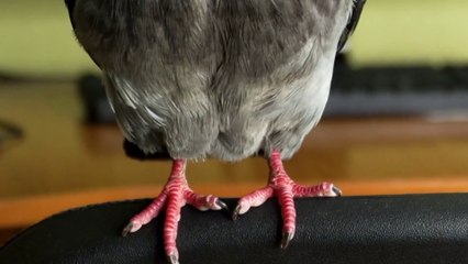 في خلقه شؤون الموسم الأول الحلقة 5